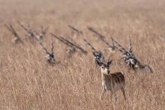 Blackbuck Antilopen im Velavadar Nationalpark, Indien