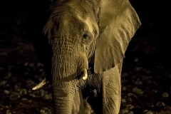 Elefant bei Nacht im Etosha Nationalpark, Namibia