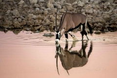 Oryx-Antilope am Wasserloch, Namibia