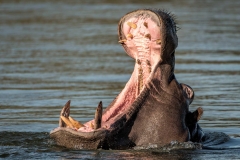 Flußpferd, Namibia