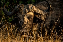 Wasserbüffel, im Chobe Nationalpark, Botswana