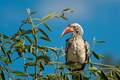 Grimmiger Vogel in Namibia