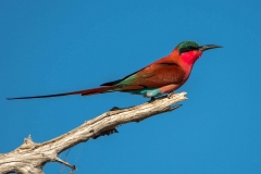 Vogel im Chobe Nationalpark, Botswana