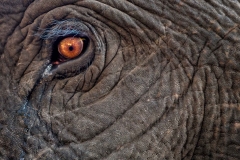 Auge in Auge mit einem Elefant, Indien