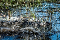 Krokodil am Chobe Fluss, Botswana