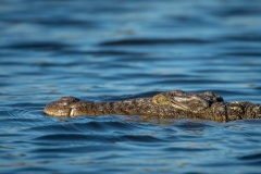Krokodil im Chobe Fluss, Botswana