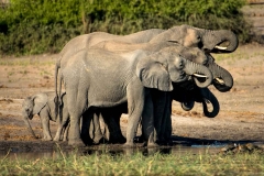 Elefantenfamilie im Chobe Nationalpark, Botswana