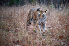 DSC3145-Verbessert-RR-klein