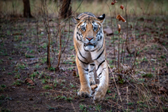 DSC3600-Verbessert-RR-klein