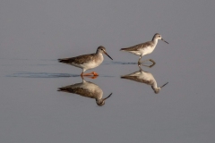 Wasservögel im Nationalpark Little Rann of Kutch, Indien