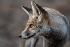 Wüstenfuchs im Nationalpark Little Rann of Kutch, Indien