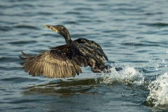 Kormoran mit Beute in Kerala, Indien