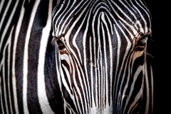 Auge in Auge mit einem Zebra