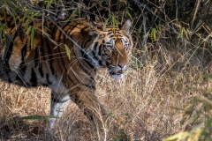 Tiger im Bhandavgarh Nationalpark, Indien