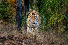 Tiger im Kanha Nationalpark, Indien