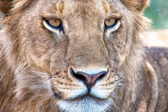 Auge in Auge mit einer Löwin, Tansania