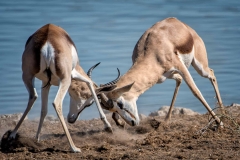 Kämpfende Böcke, Etosha Nationalpark Namibia