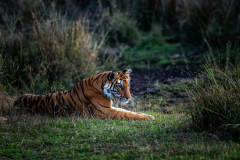 Tiger-bei-Sonnenuntergang-Bandhavgarh-Nationalpark-Madhya-Pradesh-klein