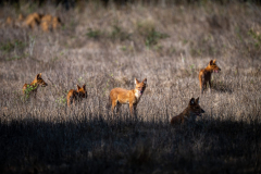 Wild-Dogs-4-Kanha-Nationalpark-Madhya-Pradesh-klein