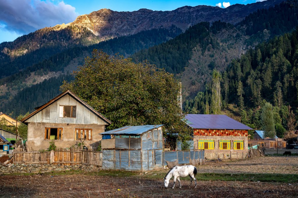 Pferd in Sonamarg, Kashmir