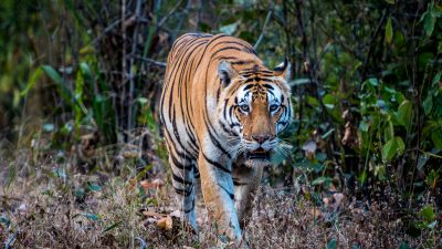Tiger-Safari in Zentral-Indien