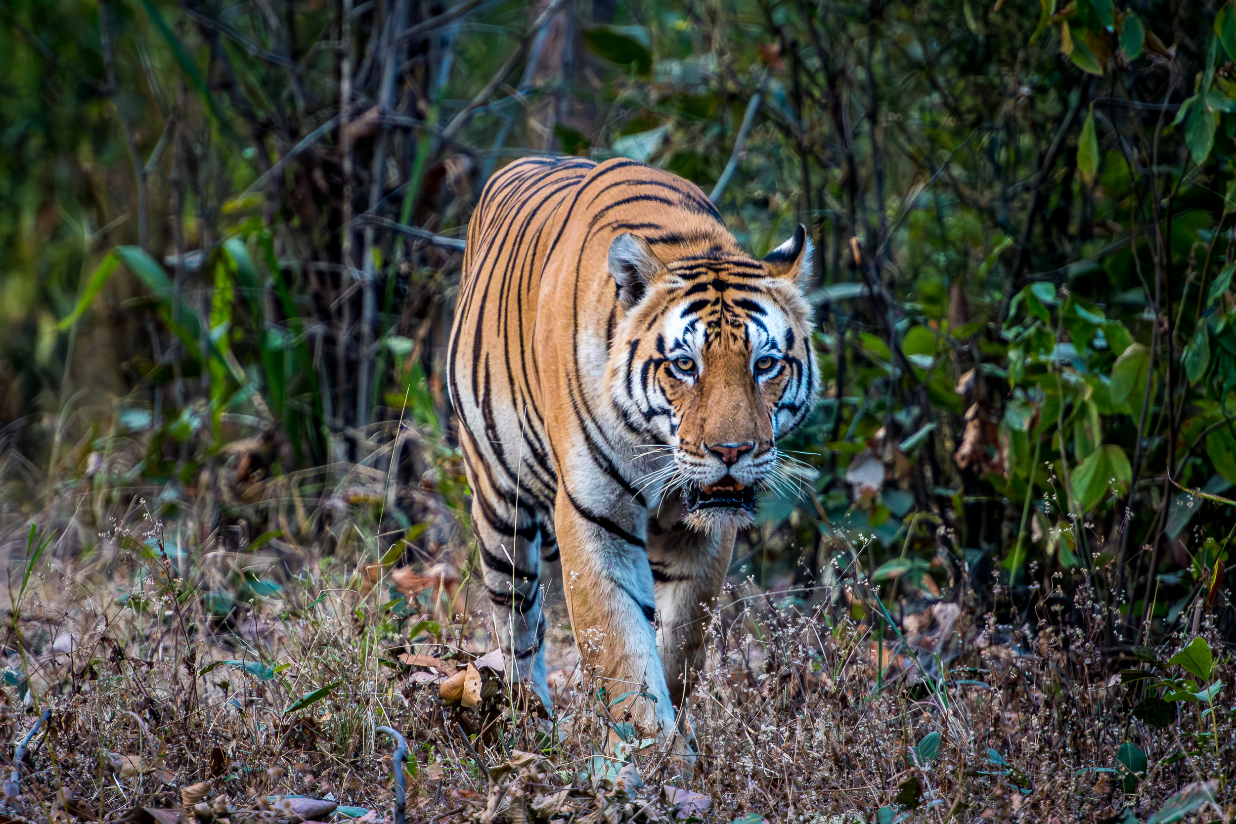 Permalink zu:Exklusive Tiger- & Wildlife-Fotoreise in Zentral-Indien – April 2024