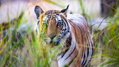 Tiger- & Wildlife-Fotoreise: Auge in Auge mit einem Tiger
