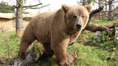 "Himalayan Brown Bear" | Foto: Zoo Hluboka / Wikimedia Commons, CC BY-SA 4.0
