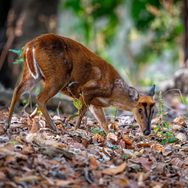 Manchmal, wenn ich mit meiner Kamera in der Natur Zentralindiens unterwegs bin, habe ich das Gefühl, Gast in einem Märchenland zu sein. Alle Fotos in diesem Beitrag sind während meine letzten Wildlife-Tour im April 2025 entstanden. Wenn du mehr sehen möchtest, komm gerne zu einem meiner Vorträge"Magisches INDIEN":  04.09.25 Braunschweig -Augustinum
28.09.25 Koblenz - Kinopolis
28.09.25 Wesseling - Rheinforum
18.10.25 A-Judenburg - El Mundo Festival 
22.11.25	Köln - the GREEN (Dinnershow)
30.11.25	CH-Rorschach - Würth Haus
01.12.25	CH-Basel - KUSPO
02.12.25	CH-Luzern - Verkehrshaus Filmtheater 
03.12.25	CH-Zürich - Theater Spirgarten 
04.12.25	CH-Winterthur - gate27
05.12.25	CH-Bern - Aula Freies Gymnasium
06.12.25	CH-Thun - Burgsaal
07.12.25	CH-Aarau - KUK - Saal 1
24.01.26 Köln - the GREEN (Dinnershow)
27.02.26 Bühl - Bürgerhaus Neuer Markt
07.03.26 Köln - the GREEN (Dinnershow)
29.03.26 Nidda - Lumos Lichtspiel & Lounge
05.12.26 A-Graz - Orpheum
26.01.27 Buchholz - Empore
30.01.27 Saalfeld - Weltsichten Festival  Alle aktuellen Termine immer unter:
www.reisefotografie.de/termine  #wildlife_perfection #wildlife_seekers #wildlifeofinstagram #nature_lovers #reisefotografie #wildlifeindia #india_undiscovered #india_wildlife #gbv_vortraege