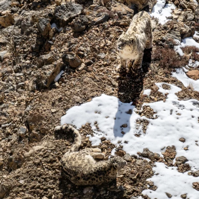 Schneeleoparden werden auch „Geisterkatzen“ genannt, weil sie sehr selten, extrem gut getarnt und sehr schwer zu finden sind.  Dieses Pärchen haben wir im Februar bei unserer Expedition im Spiti Valley (Himalaya) entdeckt.  Haben Sie schon beide Tiere im Foto gesehen?  Im Februar 2027 werde ich wieder eine Fotoexpedition zu den Schneeleoparden organisieren. Wenn Sie dabei sein wollen, schauen Sie nach den Details unter:  https://schneeleoparden.fotoreise.de  In meinem Vortrag „Magisches INDIEN“ erzähle ich u.a. von der Magie des Moments, wenn man sie dann endlich entdeckt, diese schönen Geisterkatzen!  Wenn Sie dabei sein wollen, dies sind die nächsten Termine:  28.09.25 Koblenz- Kinopolis
28.09.25 Wesseling - Rheinforum
18.10.25 A-Judenburg - El Mundo Festival
22.11.25 Köln - Dinnershow im The GREEN
30.11.25 CH-Rorschach - Würth Haus
01.12.25 CH-Basel - KUSPO
02.12.25	 CH-Luzern - Verkehrshaus, Filmtheater
03.12.25	 CH-Zürich - Spirgarten
04.12.25	 CH-Winterthur - gate27
05.12.25	 CH-Bern - Aula Freies Gymnasium
06.12.25	 CH-Thun - Burgsaal
07.12.25 CH-Aarau - KUK - Saal 1
11.01.26	Oldenburg - Landesmuseum Natur & Mensch
12.01.26	Hamburg - Stiftung Kultur Palast
13.01.26	Berlin- Hotel Rossi
14.01.26	Dresden - Programmkino Ost
15.01.26	Leipzig - Mediencampus Villa Ida
16.01.26	Kassel - Philipp-Scheidemann-Haus
17.01.26	Bielefeld - Ravensberger Park
18.01.26	Köln - Bürgerzentrum Nippes
24.01.26	Köln - Dinnershow im The GREEN
02.02.26 Heidelberg - Bürgerhaus HeidelBERG
03.02.26 Freiburg - Bürgerhaus Zähringen
04.02.26 Ravensburg - Schwörsaal
05.02.26 Stuttgart - Lindenmuseum
07.02.26	 Ulm - Haus der Begegnung
08.02.26 München - Kulturzentrum Truderingen
09.02.26 Nürnberg - Presseclub
10.02.26	 Frankfurt - Saalbau
27.02.26	 Bühl (Baden Baden) - Bürgerhaus
07.03.26	 Köln - Dinnershow im The GREEN
29.03.26 Nidda - Lumos Lichtspiel & Lounge
05.12.26	 A-Graz - Orpheum
26.01.27	Bucholz - Empore
30.01.27	Saalfeld - Weltsichten Festival  Alle Termine immer aktuell unter
www.Reisefotografie.de  #reisefotografie #wildlifephotography #schneeleopard #magischesindien #gbv_vortraege #himalaya #tierfotografie