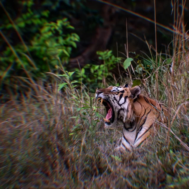 Gerade erst komme ich von meiner letzten Tiger- & Wildlife-Fototour in Zentralindien zur&uuml;ck. Wir hatten wieder gro&szlig;artige Sichtungen - nicht nur, aber auch mit der gr&ouml;&szlig;ten Wildkatze der Welt, dem Tiger. Immer wider sehr eindrucksvoll! 
Schon jetzt freue ich mich auf die n&auml;chste Tour 2027.
Bei Interesse gibt es Infos &uuml;ber Link in Bio.